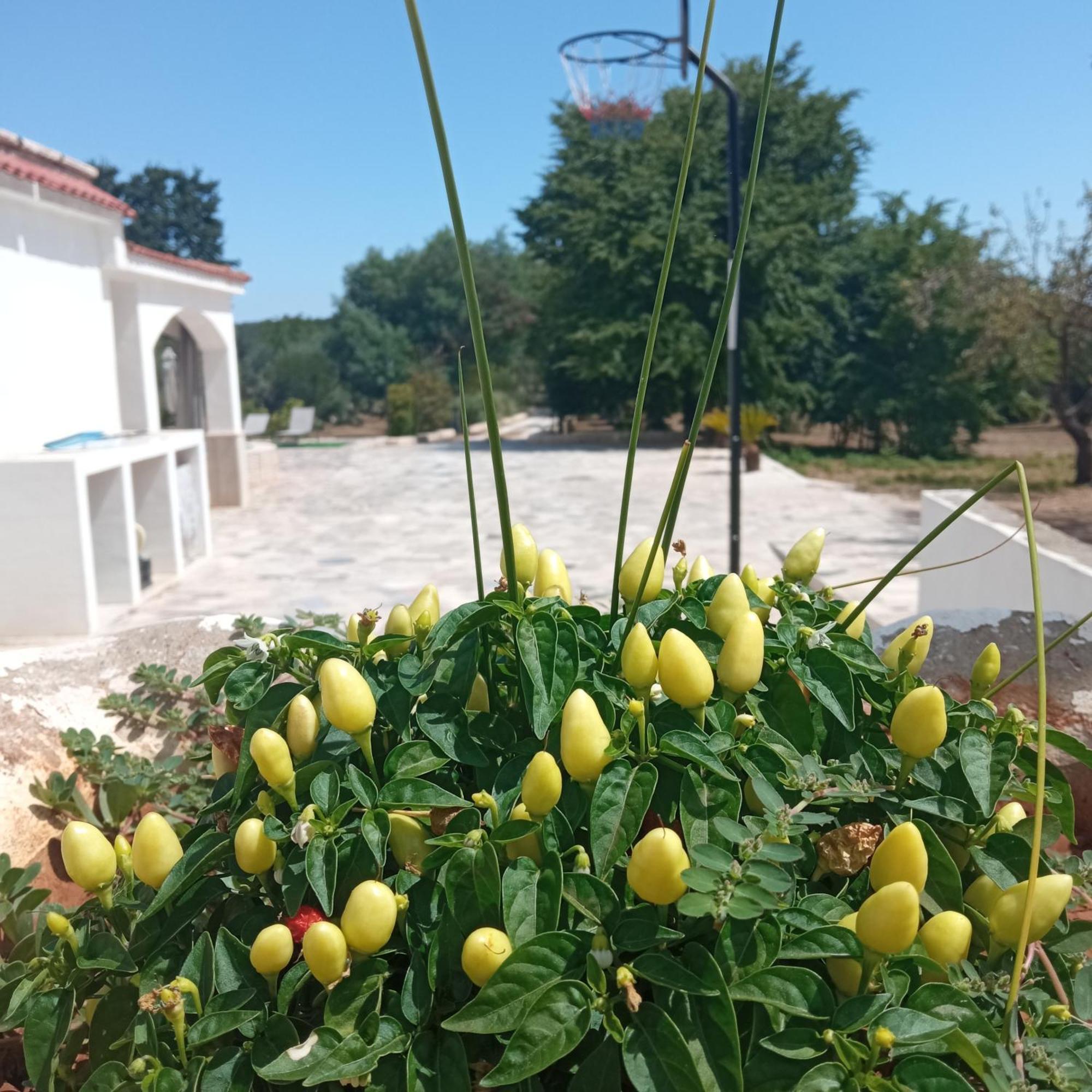 Villa Il Leccio - Trulli 奇斯泰尼诺 外观 照片